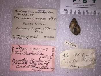 Media type: image; Malacology 133206 Description: 133206_Drymaeus_troscheli image;